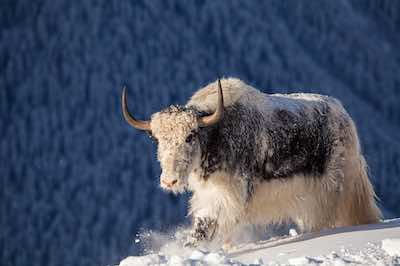 Grey yak standing in snow on the Mongolian steppe